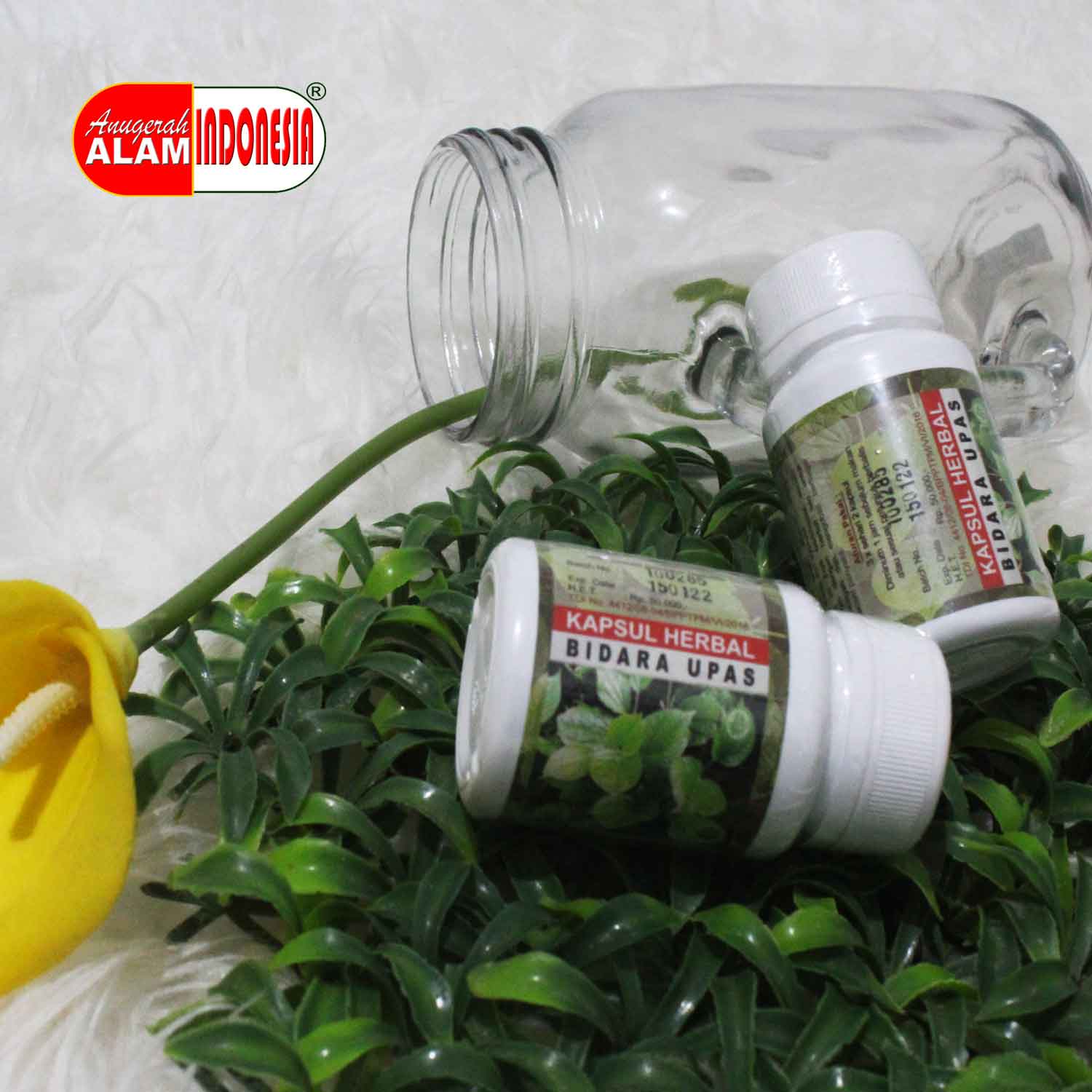 Bidara Upas (Kapsul)